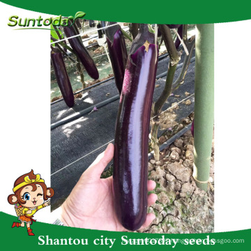 Suntoday Eggfruit purple Brinjai Aubergine Long vegetable hybrid F1 Eggplant picture Organic sowing(23001)